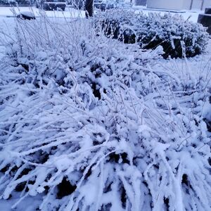 Meet your Posher, Remi